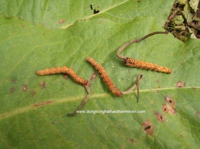 Đông Trùng Hạ Thảo Thiên Nhiên Bhutan Loại A  Gãy(10 Gram) Giá: