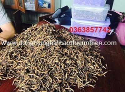 Đông Trùng Hạ Thảo Thiên Nhiên Bhutan Loại C (10 Gram) Giá: