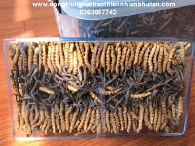 Ổ nấm trong xoang h&agrave;m người đ&agrave;n &ocirc;ng