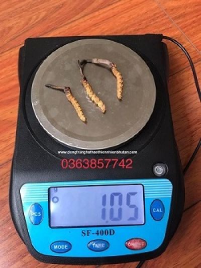 Nguồn Gốc Đ&ocirc;ng Tr&ugrave;ng Hạ Thảo