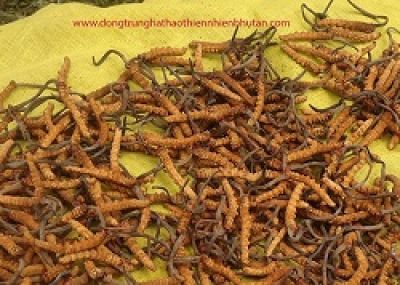 C&ocirc;ng dụng Của Đ&ocirc;ng Tr&ugrave;ng Hạ Thảo: