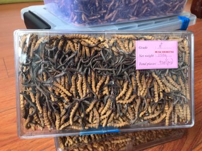 Xuất viện sau 24 giờ thay khớp gối nhân tạo