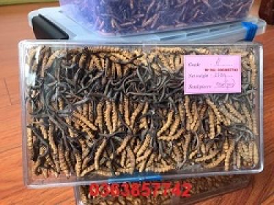 Địa Chỉ B&aacute;n Đ&ocirc;ng Tr&ugrave;ng Hạ Thảo Bhutan