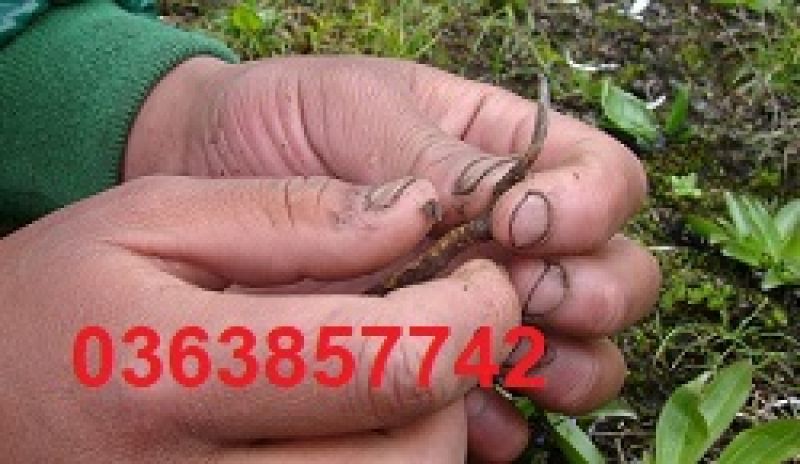 Vi khuẩn Salmonella khiến 97 người ăn b&aacute;nh kem ở Rạch Gi&aacute; ngộ độc