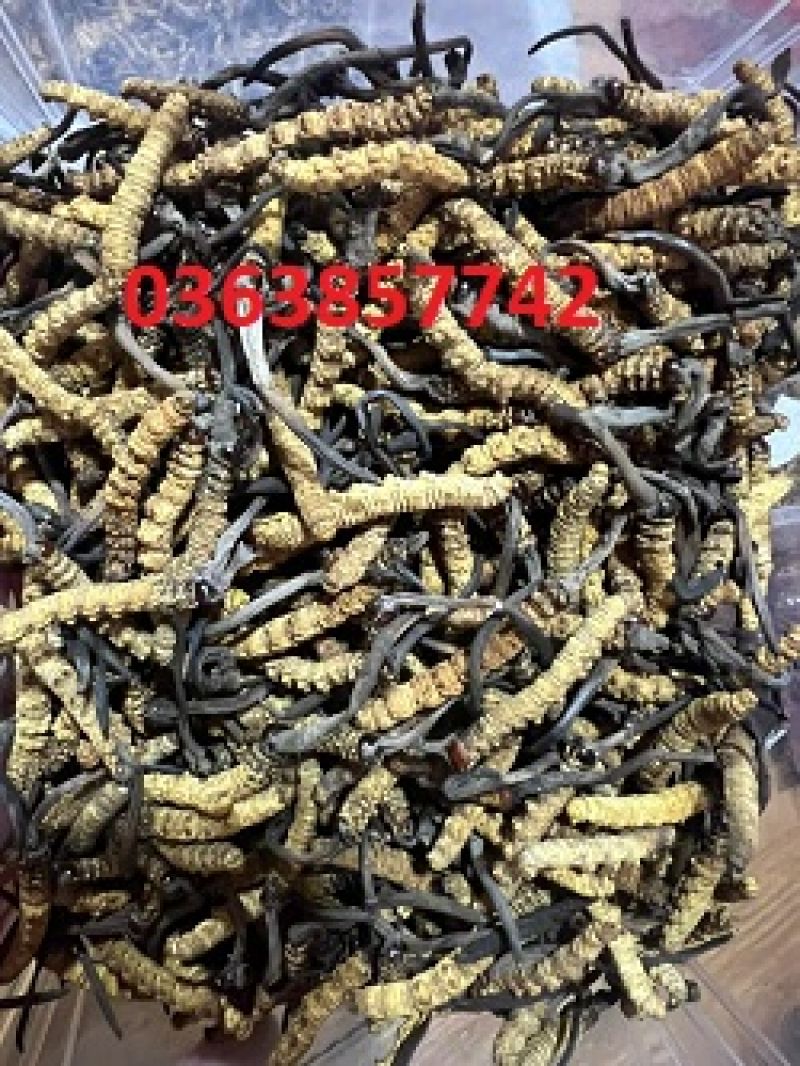 Người bệnh tiểu đường có ăn được bắp?