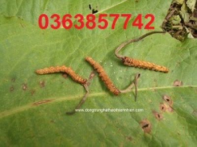 5 l&yacute; do bạn n&ecirc;n ăn gạo B&aacute;ch Mộc