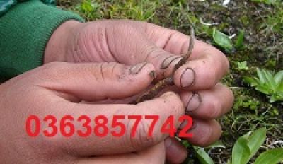 C&ocirc;ng dụng Của Đ&ocirc;ng Tr&ugrave;ng Hạ Thảo