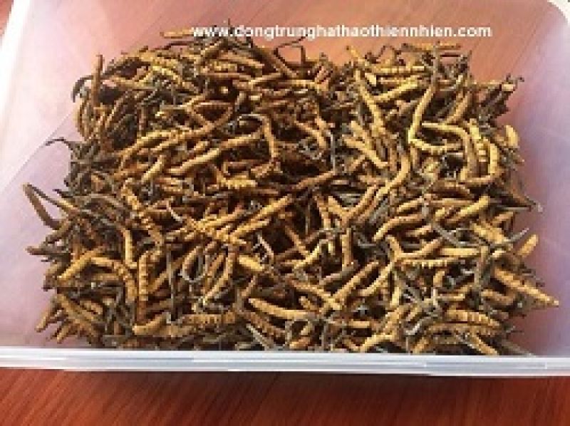 6 bệnh nhân hồi sinh nhờ ghép mô tạng từ người hiến chết não
