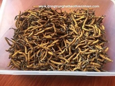 Rết 5 cm chui vào tai khi đang ngủ