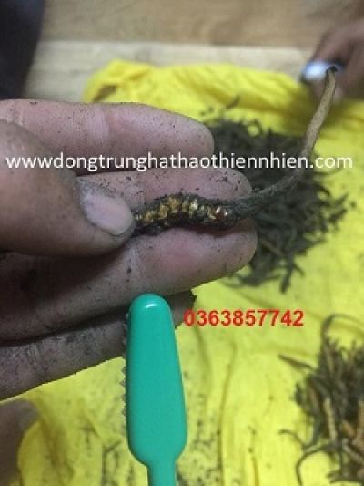 Đ&ocirc;ng Tr&ugrave;ng Hạ Thảo Tự Nhi&ecirc;n Bhutan