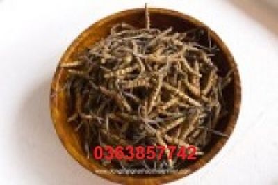 C&ocirc;ng Dụng Của Đ&ocirc;ng Tr&ugrave;ng Hạ Thảo