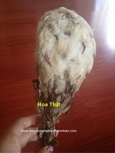 &ldquo;Thi&ecirc;n sơn tuyết li&ecirc;n&rdquo; &ndash; Bảo bối giữa trời đất