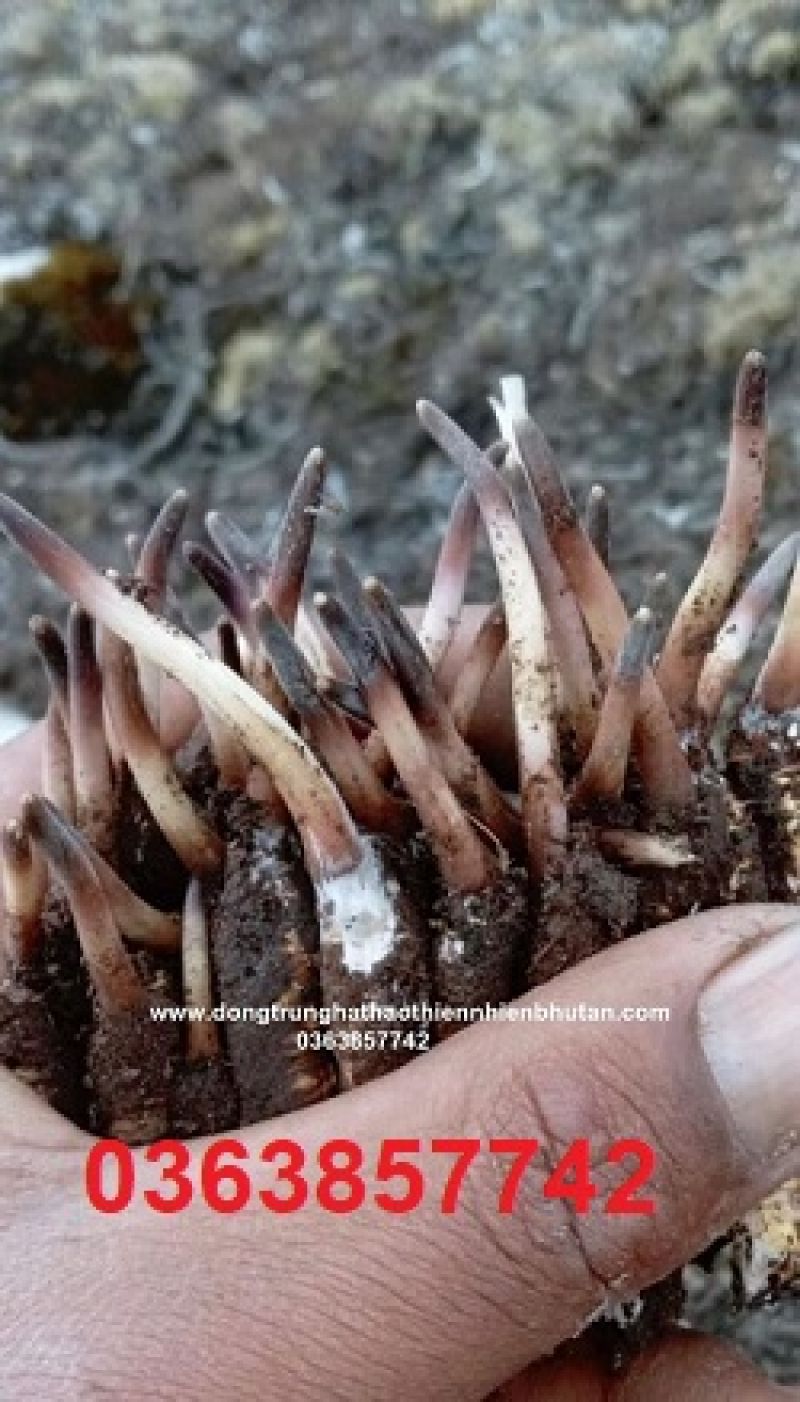 Số người nhập viện sau ăn bánh mì lên hơn 80, nghi do khuẩn Salmonella