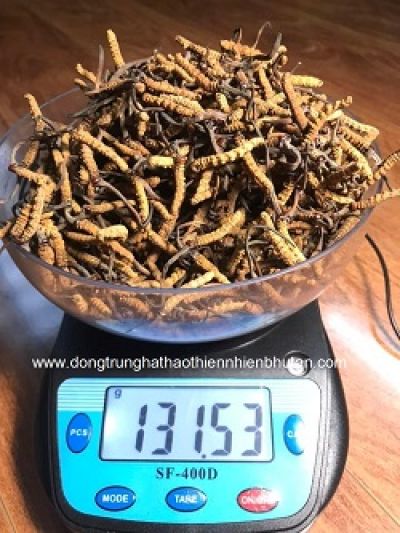 Đ&ocirc;ng Tr&ugrave;ng Hạ Thảo  Mắt Đỏ Bhutan